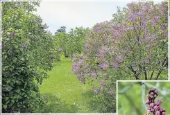  ??  ?? A hillside planted with 500 varieties and 1,200 lilac bushes is featured in Highland Park, Rochester, N.Y.