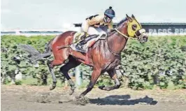  ??  ?? kFasano, ejemplar peruano montado por Carlos Lozano, ganó la prueba de la milla.