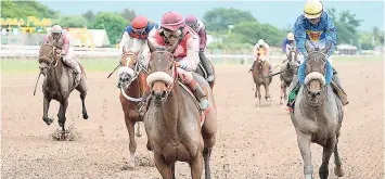  ??  ?? SHE’S A MANEATER (Anthony Thomas) scoring an impressive win over BIGDADDYKO­OL (right), with Dick Cardenas aboard, in the 39th running of the Burger King Superstake­s at Caymanas Park earlier this month.