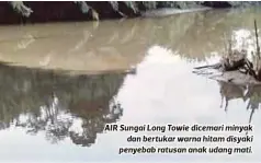  ??  ?? AIR Sungai Long Towie dicemari minyak
dan bertukar warna hitam disyaki penyebab ratusan anak udang mati.