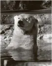  ?? Staff file photo ?? Mr. Pooh, the last polar bear at the San Antonio Zoo, is seen cooling off on a warm day in February 1986.