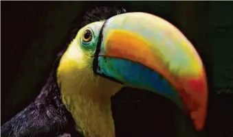  ?? William Fernando Martinez/Associated Press ?? Since September, Walnut Creek area residents have reported sightings of a toucan. The bird was believed to be an escapee from an exotic-bird keepers enclosure in Lafayette.