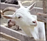  ?? Chicago Tribune/TNS/SHERYL DEVORE ?? Bart the goat was rescued from an inhumane living situation by Jessica and Steve Reedy, co-founders of Animal Quest.