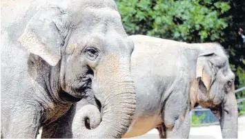  ?? Foto: Silvio Wyszengrad ?? Die Elefanten im Augsburger Zoo brauchen ein neues Gehege. Da aber keine Fördermitt­el von der EU fließen, braucht der Zoo Hilfe von der Stadt.