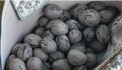  ?? Courtesy Denise Hernández ?? It's officially pecan season in Texas, and locals are filling up bags across San Antonio.