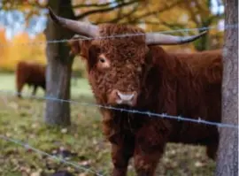  ?? FOTO TOM PALMAERS ?? De Schotse Hooglander­s met hun typische hoorns zijn een vertrouwd zicht in Wellen.