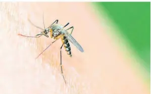  ?? FOTO: DPA ?? Perfekt auf das Blutsaugen eingericht­et: eine Mücke der Art Aedes vexans. Forscher fanden jetzt heraus, was sie besonders anzieht.