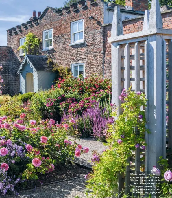  ??  ?? Blowsy pink roses such as ‘Princess Alexandra of Kent’ and dark pink ‘Rose de Rescht’ are planted with nepeta ‘Walker’s Low’, upright miscanthus, salvia ‘Amethyst’ and eryngium