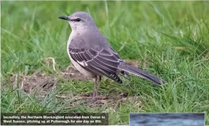  ??  ?? Incredibly, the Northern Mockingbir­d relocated from Devon to West Sussex, pitching up at Pulborough for one day on 8th.