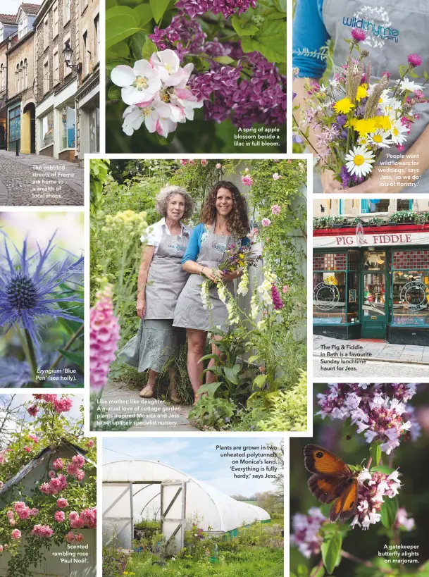  ??  ?? The cobbled streets of Frome are home to a wealth of local shops. Eryngium ‘Blue Pen’ (sea holly). Scented rambling rose ‘Paul Noël’. Like mother, like daughter… A mutual love of cottage garden plants inspired Monica and Jess to set up their specialist...