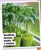  ??  ?? Seedlings develop beside a window