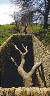  ??  ?? Andy Goldsworth­y’s Hanging Trees (2007) lies in the YSP estate’s ha-ha