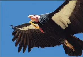  ?? Michael Macor / San Francisco Chronicle file photo ?? A Condor flies above a research site in 2013 in Big Sur, Calif. A California condor egg has hatched in Northern California’s wild, the newest member of Pinnacles National Park’s recovery program for the endangered species.