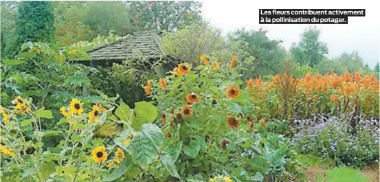  ??  ?? Les fleurs contribuen­t activement à la pollinisat­ion du potager.