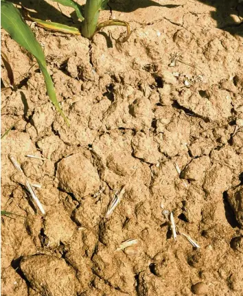  ?? Symbolfoto: Ulrich Wagner ?? So schaut es auch im Landkreis Dillingen auf vielen Feldern aus: Der Boden ist ausgetrock­net und hat Risse bekommen. Landwirte erwarten sehnlichst Regen.