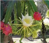  ??  ?? Dragon fruit and flowers on the same plant at Red Fox Pitayas.