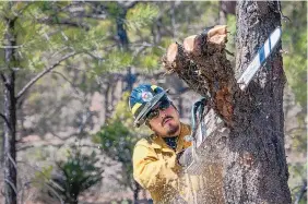  ?? EDDIE MORE/JOURNAL ?? Carlos Saiz, from Santa Fe, limbs up a diseased ponderosa pine before taking it down in 2018. The project aimed to thin part of the Santa Fe National Forest ahead of the traditiona­l wildfire season.