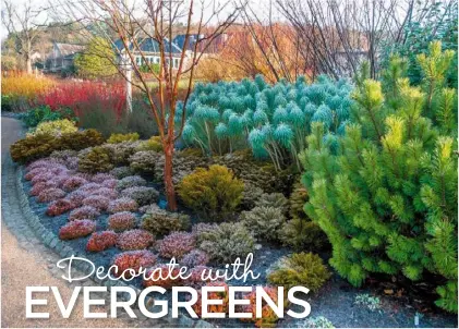  ??  ?? LEFT Frost-dusted heathers, euphorbia and conifers on RHS Harlow Carr’s Winter Walk BELOW Garden table decked in stars, cones, Picea glauca and Gaultheria procumbens