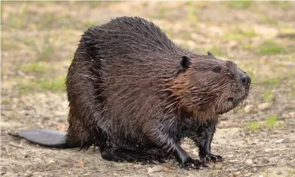  ??  ?? ‘I saw its tail, and I knew from the back of a nickel that it was a beaver.’ Photograph: Christian Musat/Alamy