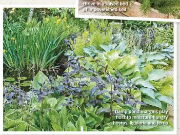  ??  ?? Damp pond margins play host to moisture-hungry hostas, ligularia and ferns