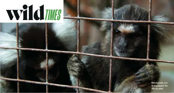  ?? ?? Marmosets are ill-equipped for life as pets