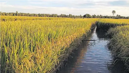  ??  ?? Arroz. Espera lanzar productos que contengan tetflupyro­limet en el mercado arrocero a partir de 2023.