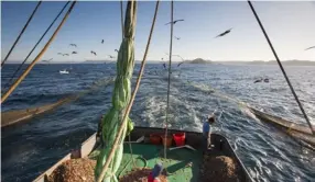  ?? CorTESÍA dE MArvIvA ?? La pesca de arrastre, promovida en un estudio por Incopesca, ha generado críticas de sectores ambientali­stas.