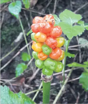  ?? [ Eva Gfrerer] ?? Die roten Beeren beweisen, dass die Bestäubung des Aronstabs geklappt hat.