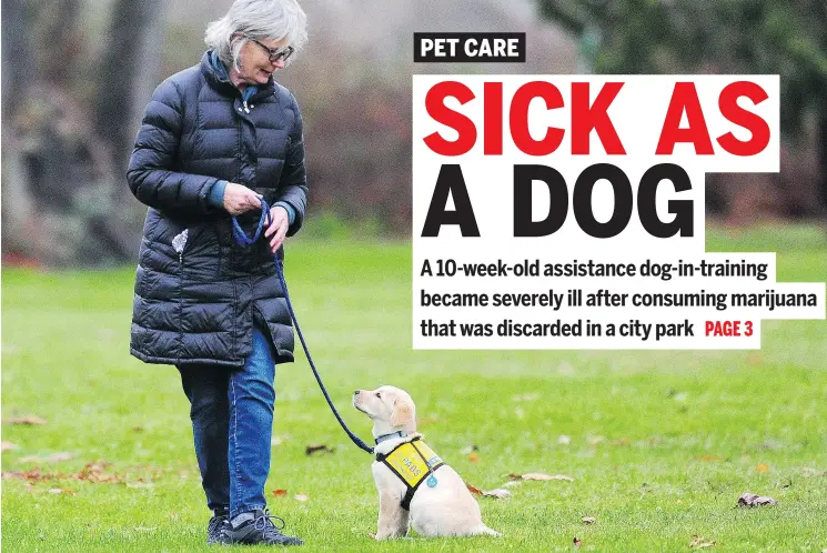  ?? — NICK PROCAYLO ?? Catherine McLaughlin and her puppy Gaia take a stroll through Riverview Park, where Gaia had eaten some cannabis she had sniffed out.