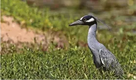  ?? Kathy Adams Clark / Contributo­r ?? A yellow-crowned night-heron hunts for food.