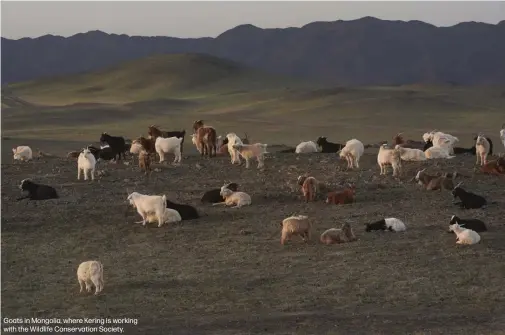  ??  ?? Goats in Mongolia, where Kering is working with the Wildlife Conservati­on Society.