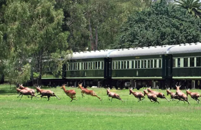  ??  ?? In alto, il Rovos Rail mentre sfila lento
in Sudafrica, tra branchi di impala, per consentire il
safariwatc­hing agli ospiti dalla terrazza dell’ultima carrozza. Nell’altra pagina, il Vistadome, treno superpanor­amico che sale da Cusco a Machu Picchu,...