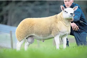  ??  ?? EXCEPTIONA­L: This Texel ram lamb sold for the world record price of 350,000gn.