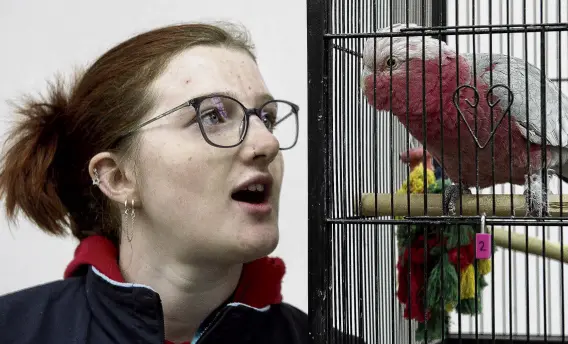  ?? PHOTO: GERARD O’BRIEN ?? Cheeky fella . . . Hannah Keen (19), of Alexandra, with Percey the galah, at the Dunedin Pigeon, Poultry and Cage Bird Club’s annual show at Forrester Park on Saturday.