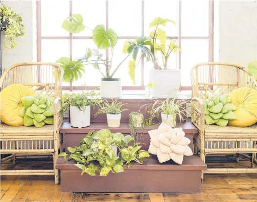  ?? SARAH EICHSTEDT/GREEN PHILOSOPHY CO. ?? Plant lovers will be delighted with these soft plush pillows in the shape of a tropical leaf or succulent from Green Philosophy Co.