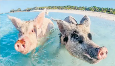  ??  ?? The swimming pigs of the Bahamas island Big Major Cay, known locally as Pig Beach. The man who started the colony said some had died after being given rum and beer by visitors