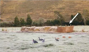  ??  ?? Decoys standing guard in front of a makeshift hide (indicated). Notice the frost – a very cold morning in the upper reaches of the Duivenhoks Valley. The waiting game is murder on cold feet.