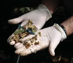  ?? BRITTA DENISE HARDESTY/THE ASSOCIATED PRESS ?? Several pieces of plastic taken from a dead flesh-footed shearwater. Birds mistake plastic bits for fish eggs, explained scientist Britta Denise Hardesty.