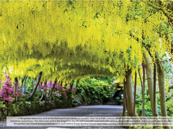  ??  ?? > The golden laburnum arch at the National Trust’s Bodnant Garden, near Tal- y- Cafn, Conwy, which has reopened to visitors following the easing of lo lock ck ck dodo downwwnr es eses est restrict rtict ions.iicict it it tit ion ons. ons. The heh el a bur nuaba bura burn ur nu march archarc his th the lo long esngn ge sees ti in the he he UK an and is us usuallys usual al allylyswar­medwa war mr mr me dedw it it ithvvivi sit orsrsss ii torsw he heh ni nb lo loo mo min M Maya and J Ju June ne eac ac achy ye year arar. Last Last yea ea ear th the ga rdggar rd en was a sc lo lo loses es es ed du duririring­ng lo co cock dockdk dow ownk dow a and staff ff taffb eli evelveitww­awa st the fir first st ti mi mime in moroo re tht than an ace ne en entu tturyt ha ha hatvi visitors sis itott ors were re rene nen’ t’ ’ t tab lb l be to seeee et heh heflflflfl or oroo ra a ls pepepec tc tc tac ac ac le le Peter Byrne