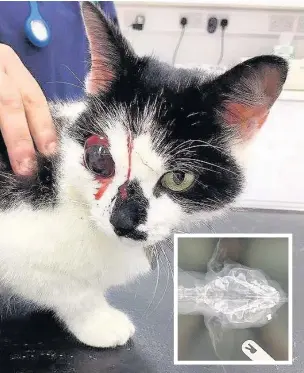  ??  ?? ●●This cat, Macy, lost an eye after being shot in the face with an air rifle in Newhey and (inset) and X-ray of the pellet in its eye