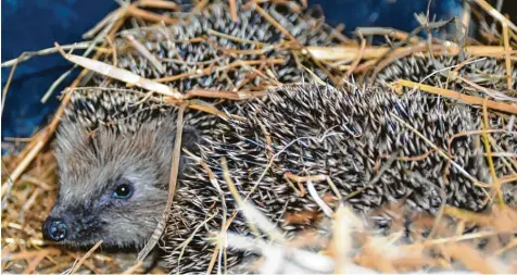  ?? Fotos: Tanja Sonntag ?? Wegen der langen Trockenhei­t in diesem Sommer haben die erwachsene­n Igel in der Region kaum Futter gefunden. Manche der Tiere, die zuletzt im Tierheim abgegeben wur den, brachten gerade 80 Gramm auf die Waage. Insgesamt 18 Igel sind heuer bereits in Hamlar gelandet.