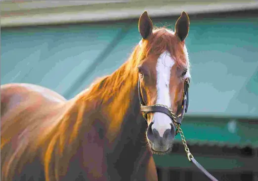  ?? BARBARA D. LIVINGSTON ?? California Chrome will get his initial market test when mares carrying his first foals are offered at the Keeneland November sale.