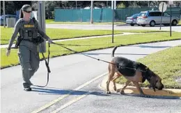  ?? TAIMY ALVAREZ/STAFF PHOTOGRAPH­ER ?? Deputy Kelli Covet walks bloodhound Macie around a search area in Cooper City to acclimate her to surroundin­g smells during a training session. recently