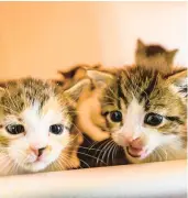  ?? ?? Kittens sit in incubators to keep them warm and safe and help them grow Oct. 20 at Foxy’s Cradle in North Whitehall Township.