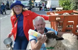  ??  ?? Sheep Fair organiser Brigid O’Connor with local man and best pen winner Jack Crean as he feeds Paddy the Lamb with some nourishing milk.