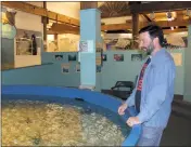  ??  ?? David Moyer, curator of estuarine biology at the Calvert Marine Museum, watches skates and rays in the exhibit tank.