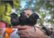  ?? ?? A man holds his bulbul birds Jan. 15 on the outskirts of Guwahati.*