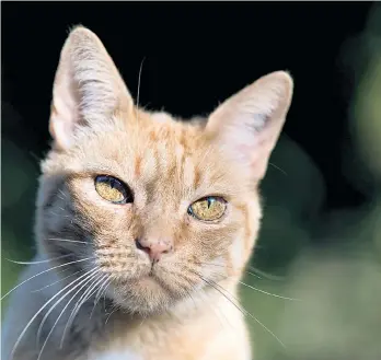  ??  ?? Offen für Neues, kritisch und anfällig für Neurosen ist der Katzenmens­ch. Verträglic­h und umgänglich der typische Hundemensc­h. An dieser Einordnung gibt es aber auch Zweifel.