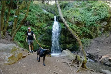  ?? ALAN DEP — MARIN INDEPENDEN­T JOURNAL ?? Max Cutler of Berkeley visits Buck Gulch Falls in Novato. The solid winter of rain has created a peak waterfall season in Marin County.