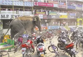  ?? Associated Press ?? A wild elephant that strayed into a town takes another step after authoritie­s shot it with a tranquiliz­er gun in Siliguri in eastern India. The panicked elephant ran amok, trampling parked vehicles and motorbikes before it was tranquiliz­ed.
